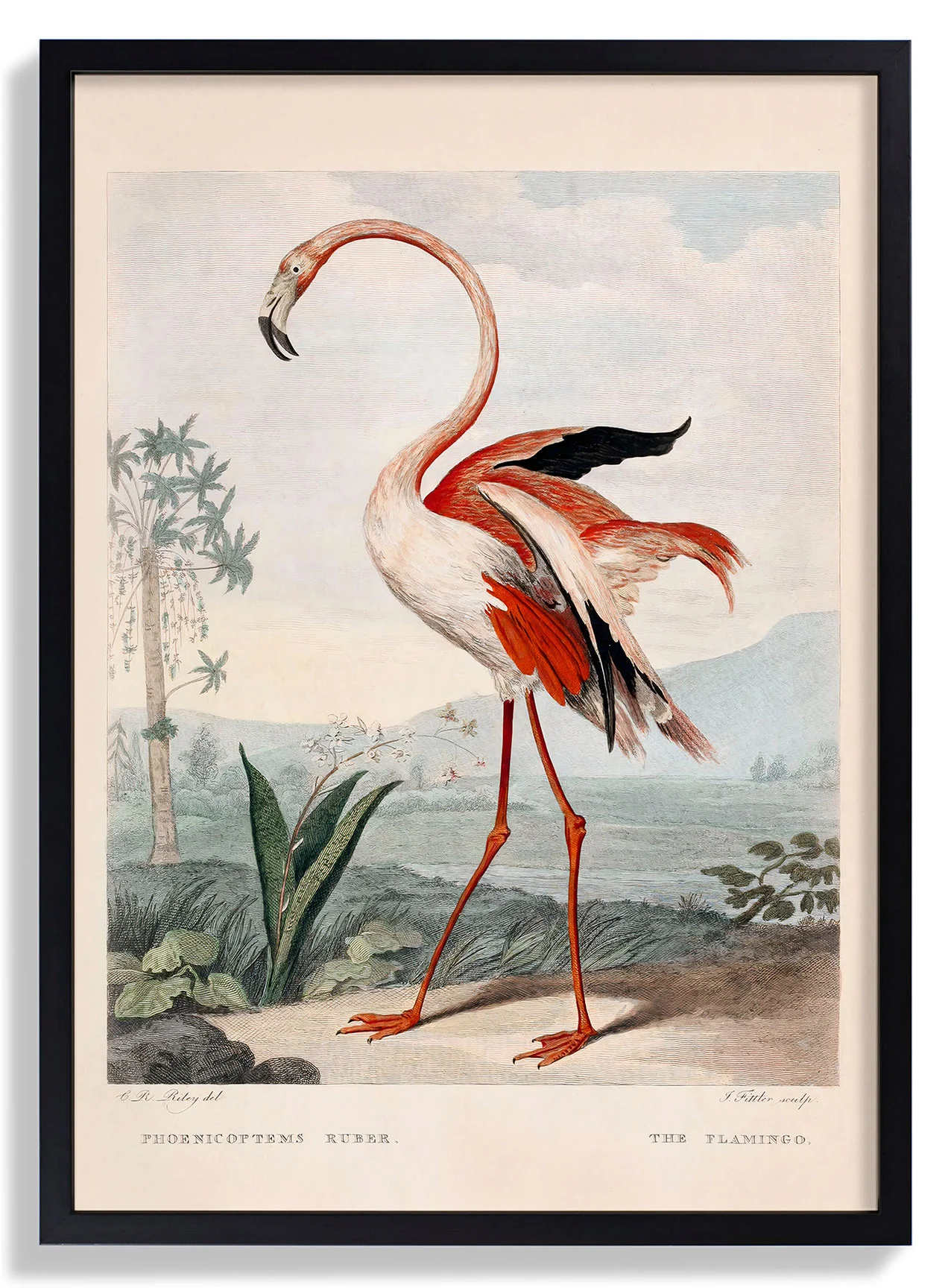 Rosa Flamingo