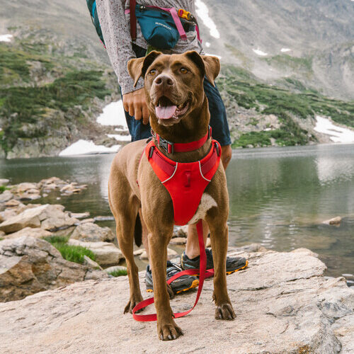 Ruffwear Front Range Harness