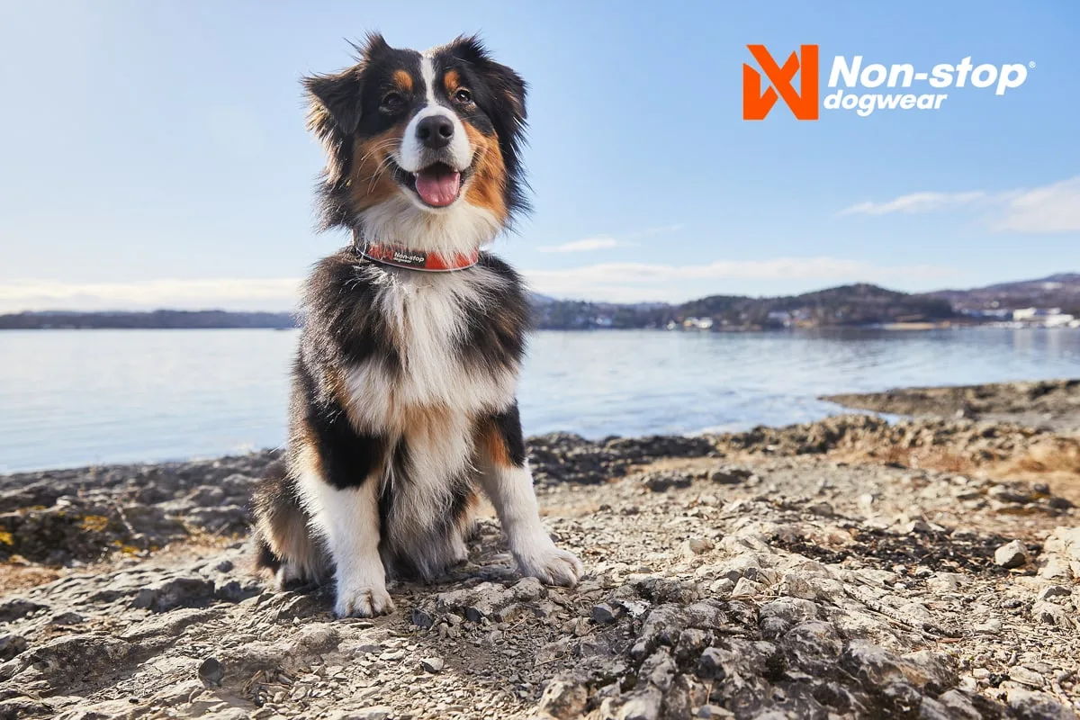 Non-stop Dogwear Cruise Collar Orange