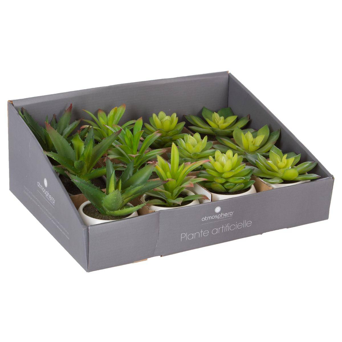 Plante grasse en pot h13
