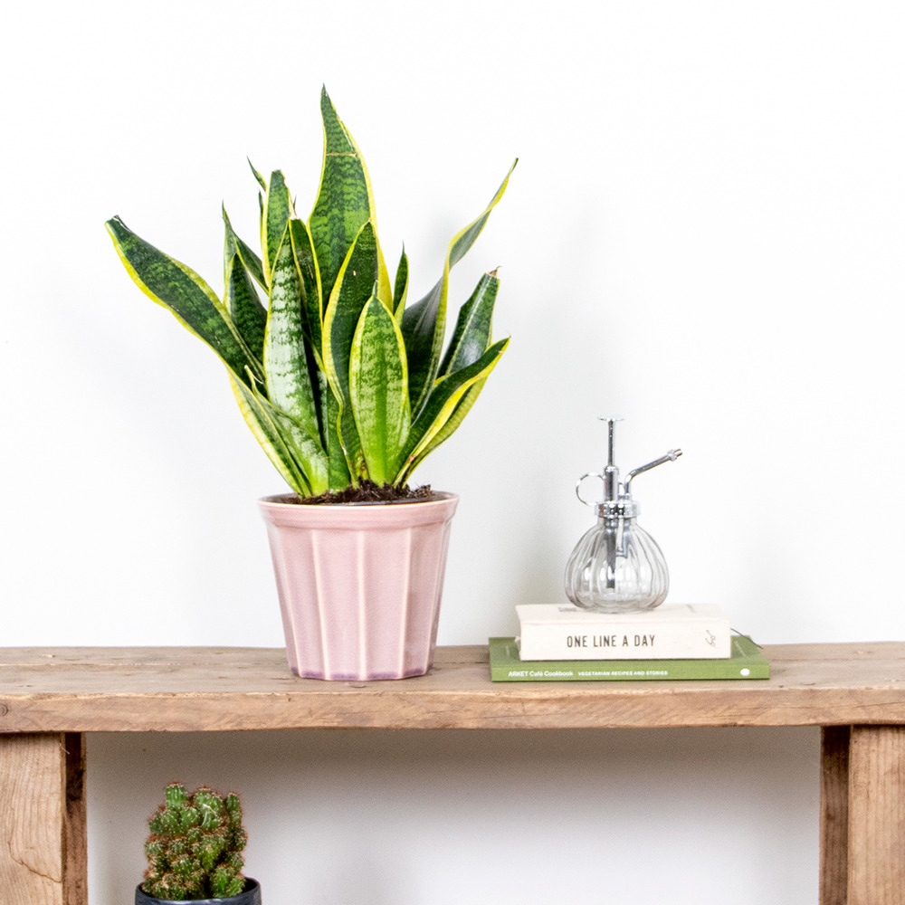 Sansevieria 'laurentii' – sansevieria – succulente – peu d'entretien – ⌀12cm – ↕25-35cm
