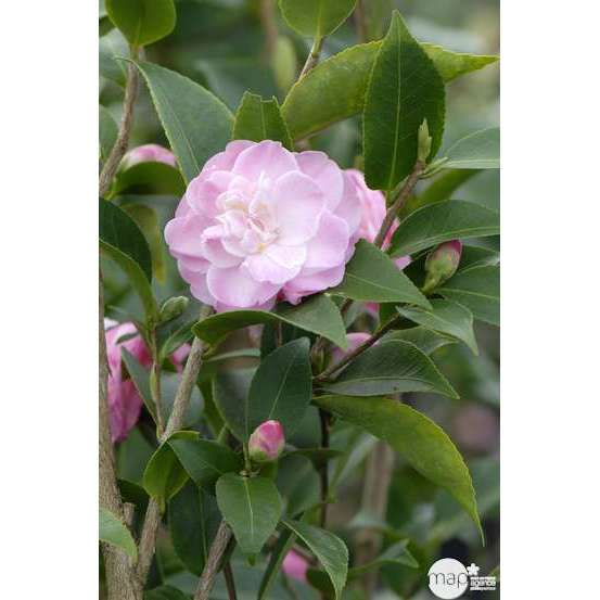 Camelia 'Sweet Jane' : Hauteur 60/70 cm conteneur de 7 litres