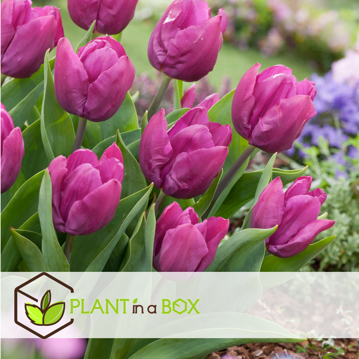 Tulipa prince mix - bulbes à fleurs x20 -tulipe - pourpre