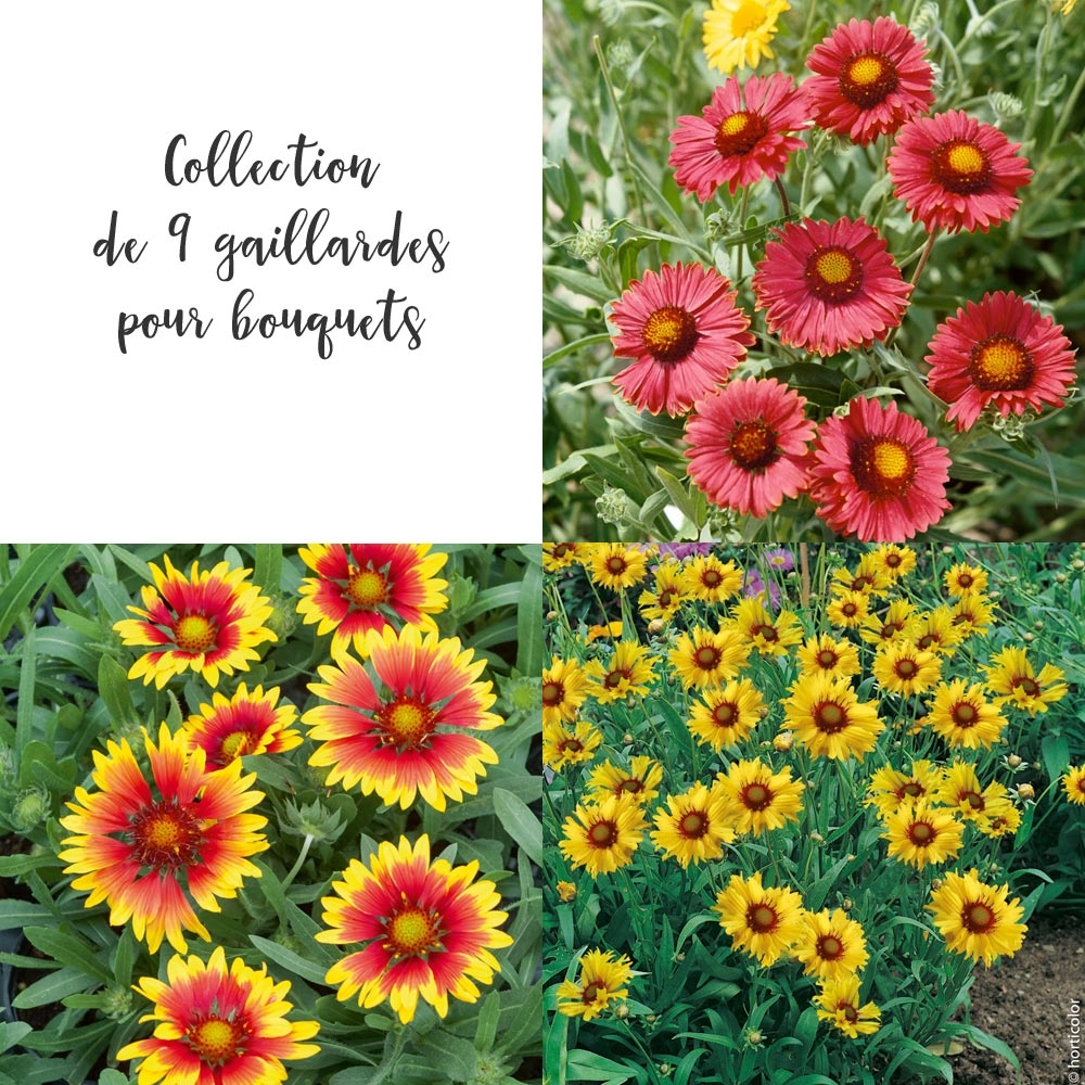 Collection de 9 gaillardes pour bouquets