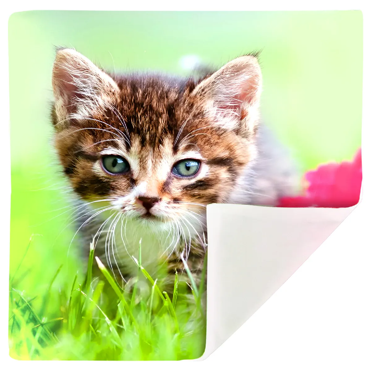 AVIZAR Lot 2 Housses Coussin Chaton Jardin