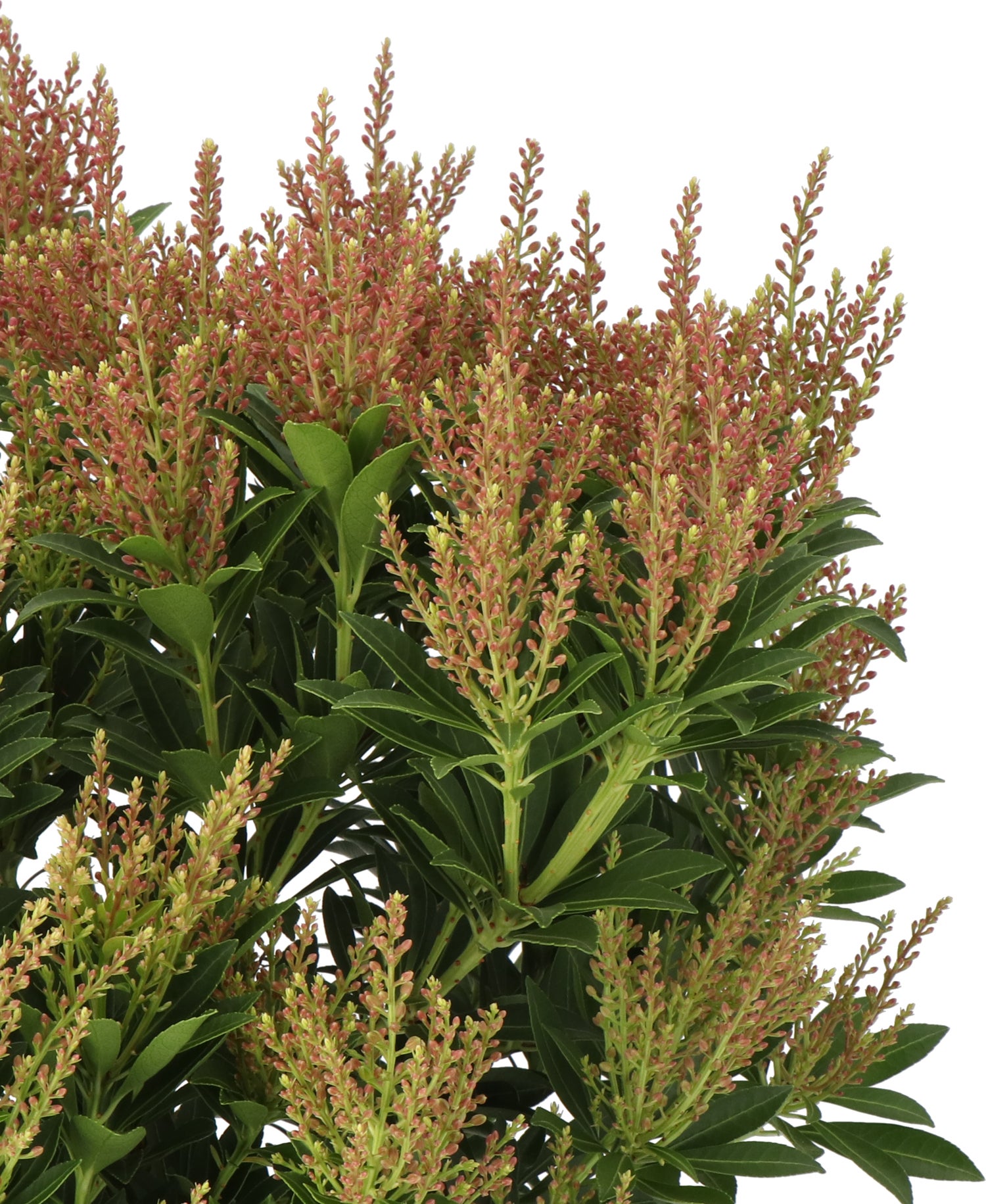 Rotsheide (Pieris japonica 'Prelude') D 17 H 35 cm
