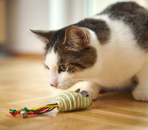 Dehner Lieblinge Katzenspielzeug Spielmäuse