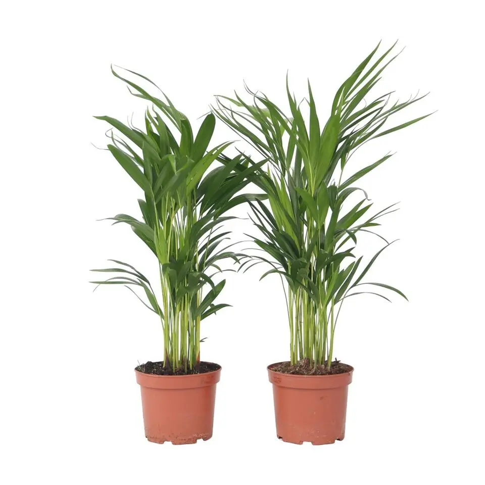 Areca goudpalm - Set van 2 - Dypsis lutescens - Hoogte 60-70cm - ⌀17cm