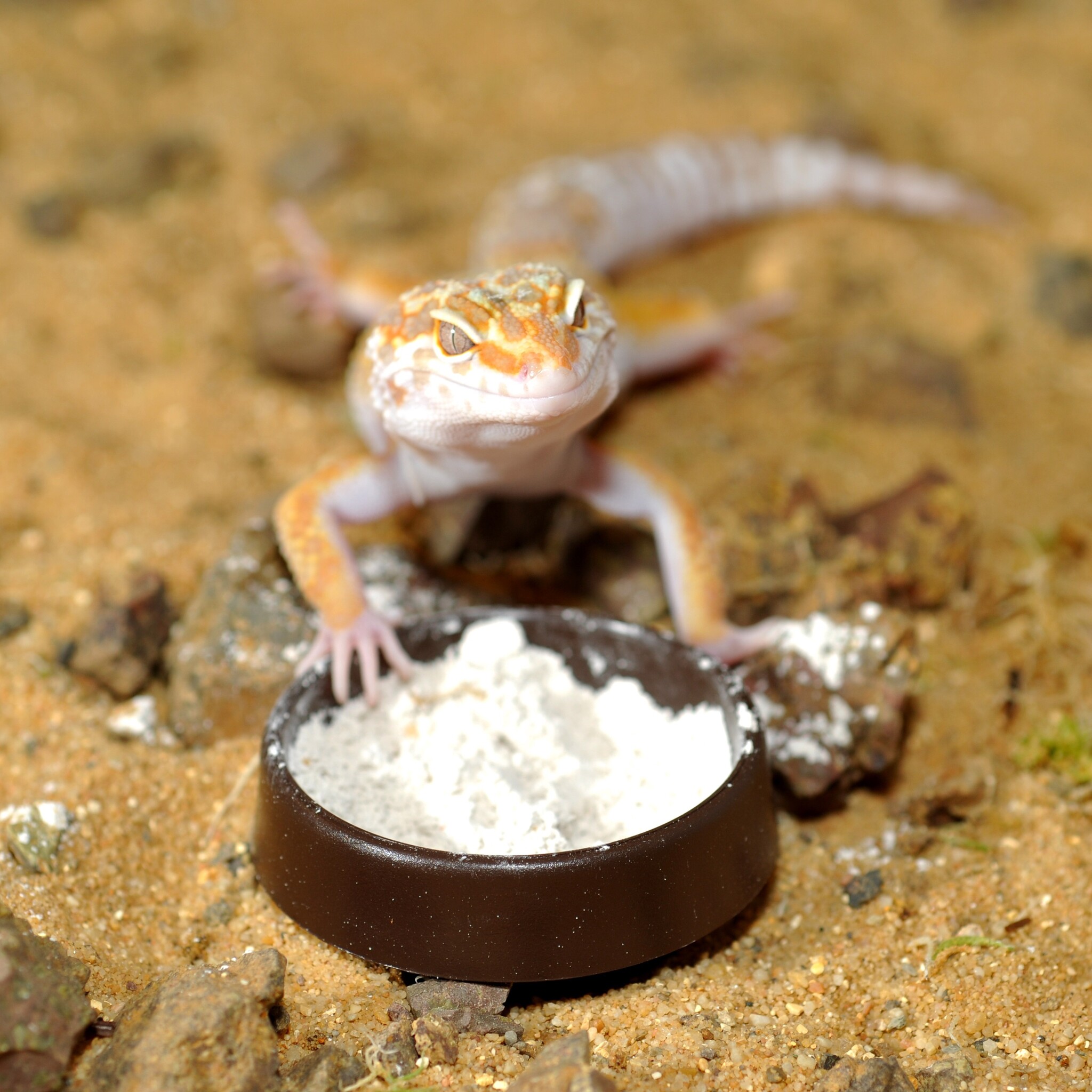 Habistat Calcium Shot Reptiel