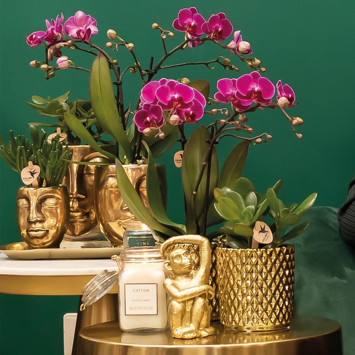 Plante d'intérieur - orchidée pourpre - h35cm, ø9cm - plante d'intérieur 35cm