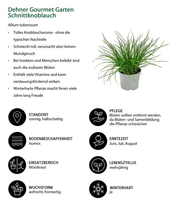 Dehner Gourmet Garten Schnittknoblauch