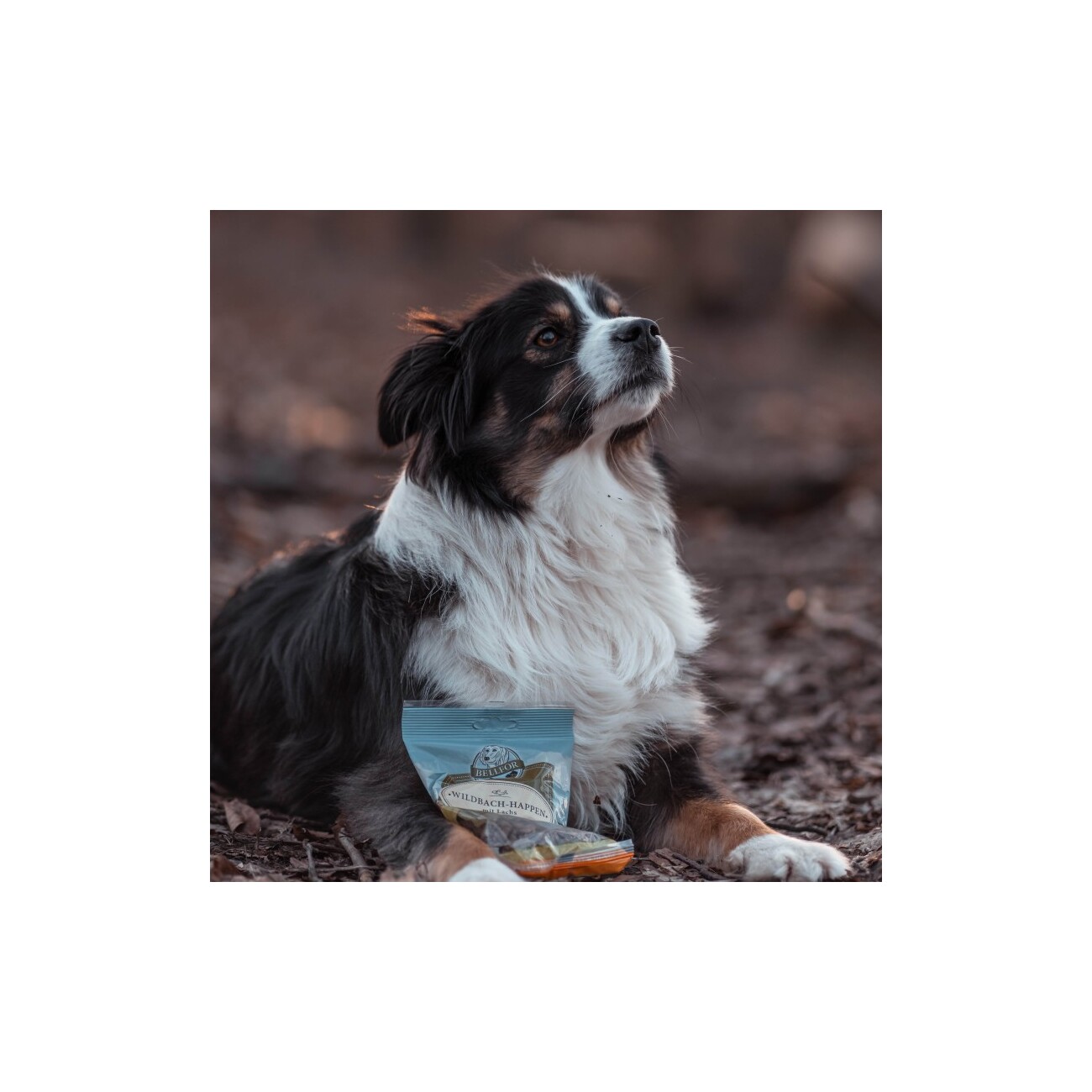 Bellfor Soft Snacks für Hunde mit Lachs - Wildbach-Happen - 200g