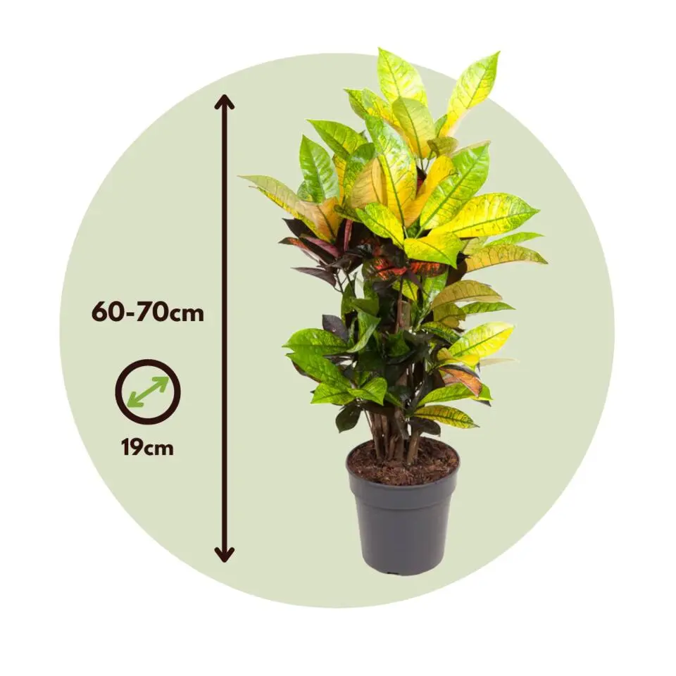 Croton - Codiaeum variegatum 'Mrs. Iceton' - Hoogte 60-70cm - ⌀19cm