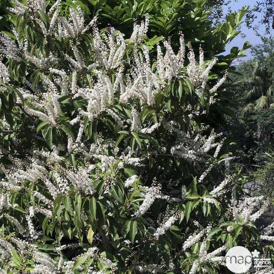 Prunus lusitanica : ctr 5 litres