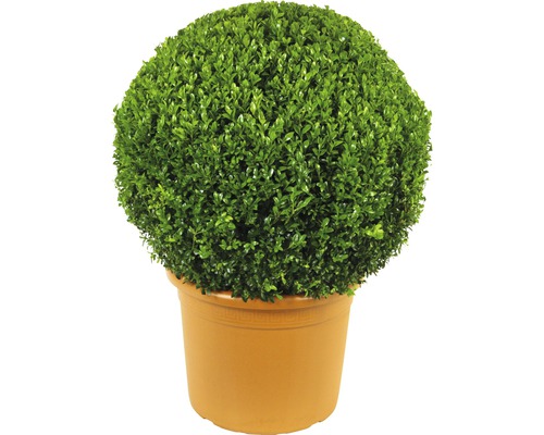 Buxusbol FloraSelf Buxus sempervirens, diameter ca. 2,5 cm 50 cm, CO 15 L