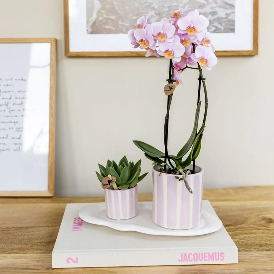 Cadeauset orchidee 'Pink S' - Phalaenopsis - Hoogte 30cm