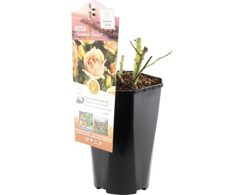 Bedroos 'Hansestadt Rostock' FloraSelf Rosa 'Hansestadt Rostock' H 15-60 cm Co 3 L