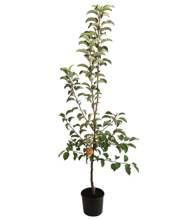 Winterapfel 'Pinova'