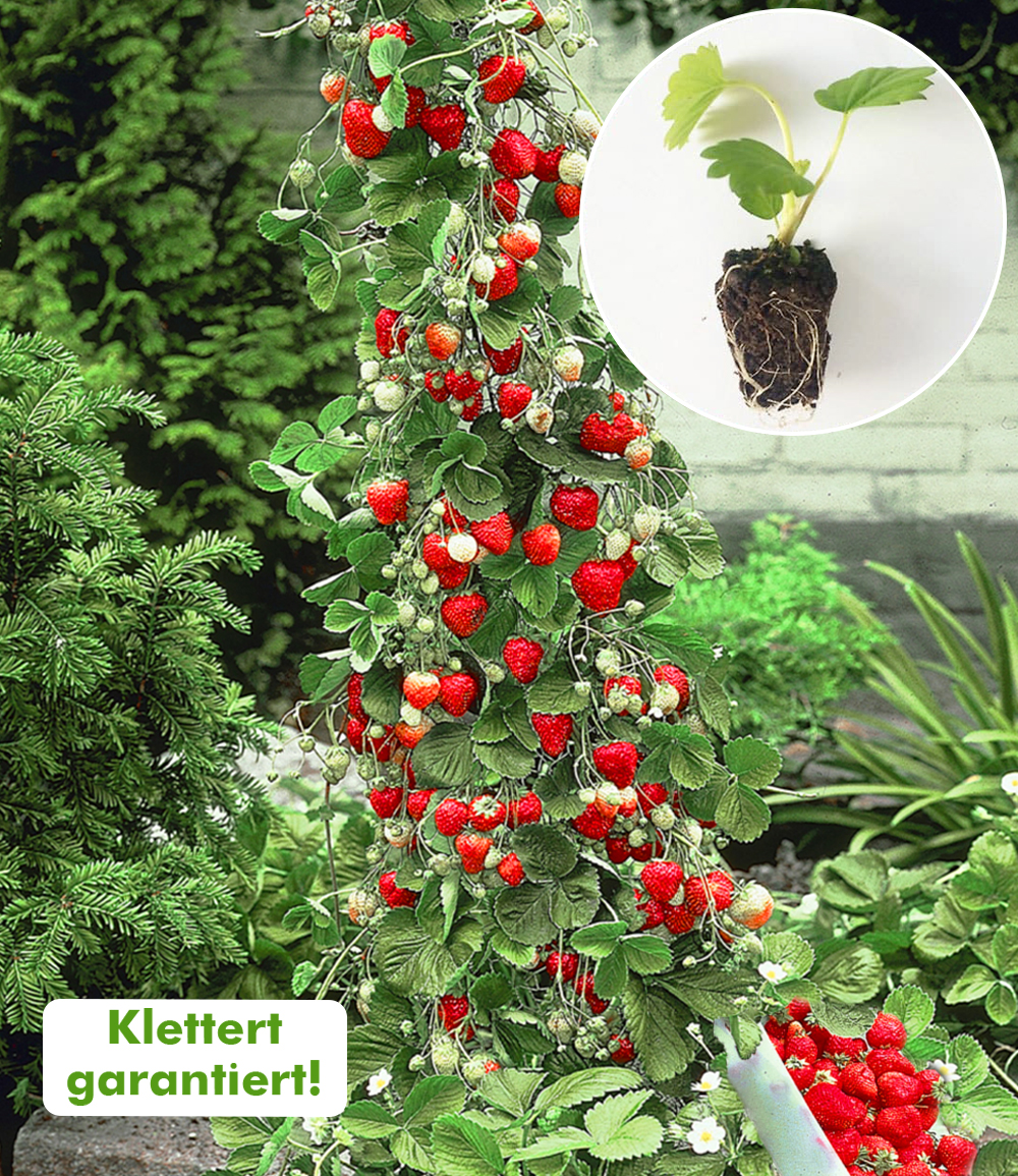 Kletter-Erdbeere