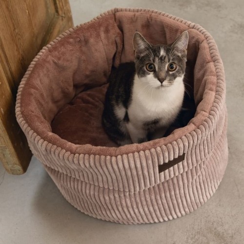 Cesta para gatos com almofada, desenhada pela Lotte.