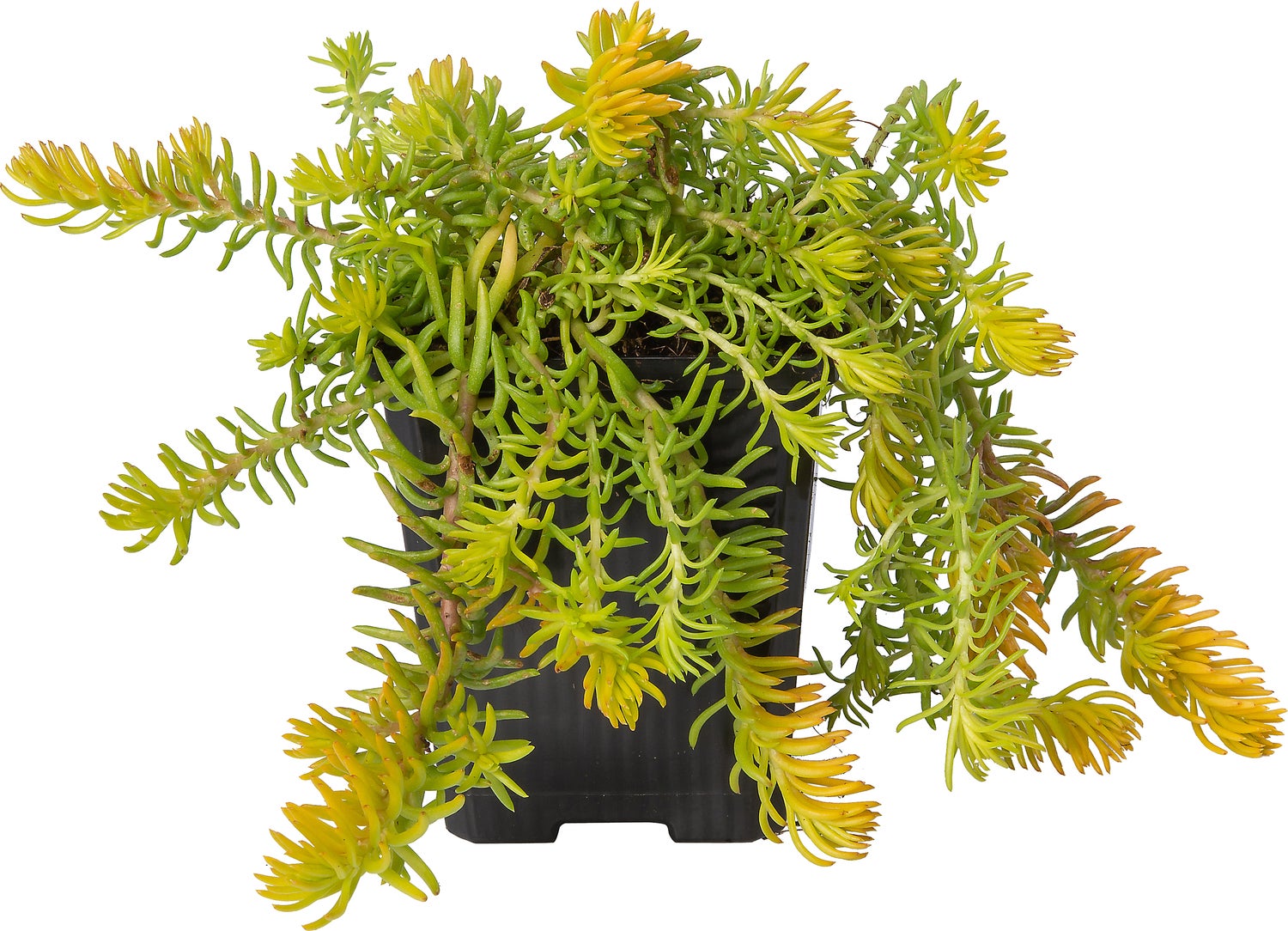 Vetkruid (Sedum reflexum 'Angelina') D 9 H 10 cm