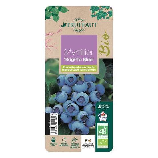 Myrtillier 'Brigitta Blue' bio : pot de 3 litres