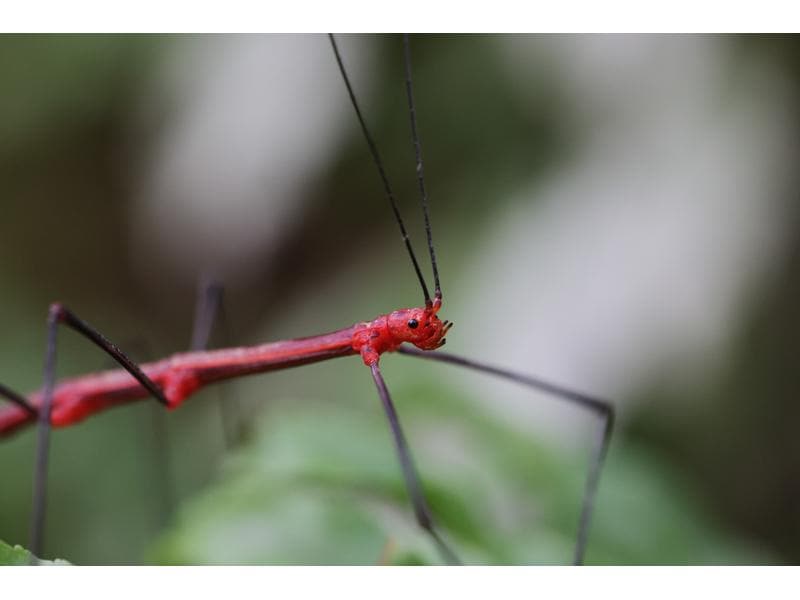Canon Festbrennweite RF 100mm F/2.8 L Macro IS USM – Canon Makroobjektiv mit einer unglaublichen 1.4-fachen Vergrösserung