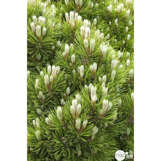 Pinus leucodermis ' Schmidtii' : hauteur 15/20 cm pot 3,7 litres