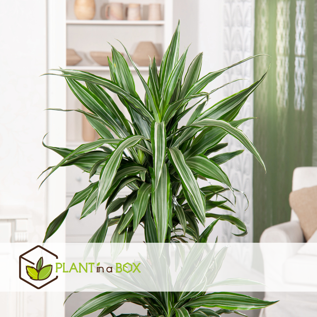 Dracaena deremensis 'warneckei' - taille du pot 17 cm - hauteur 60-70 cm