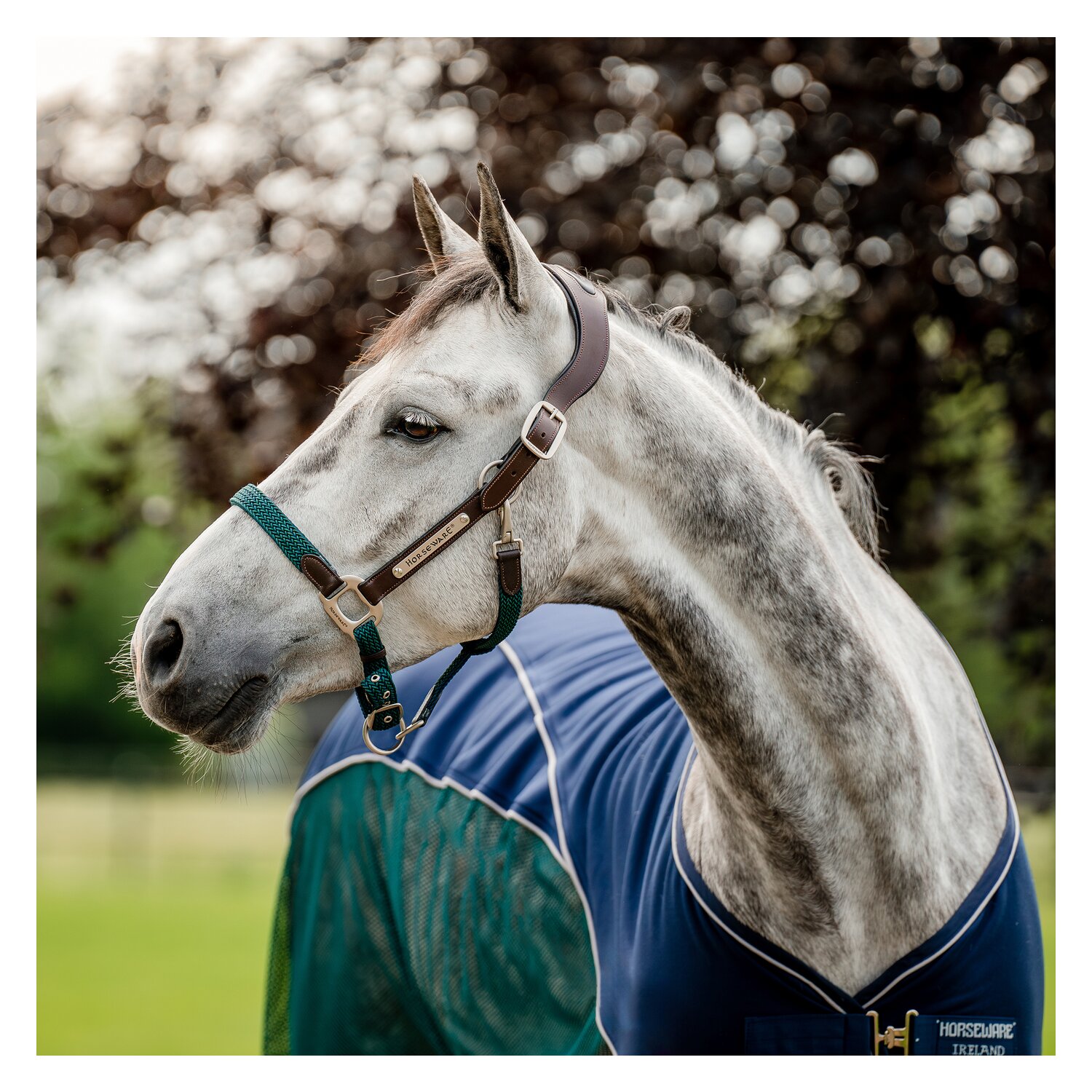 HORSEWARE Signature Halfter Braided  - brown/navy/hintergreen