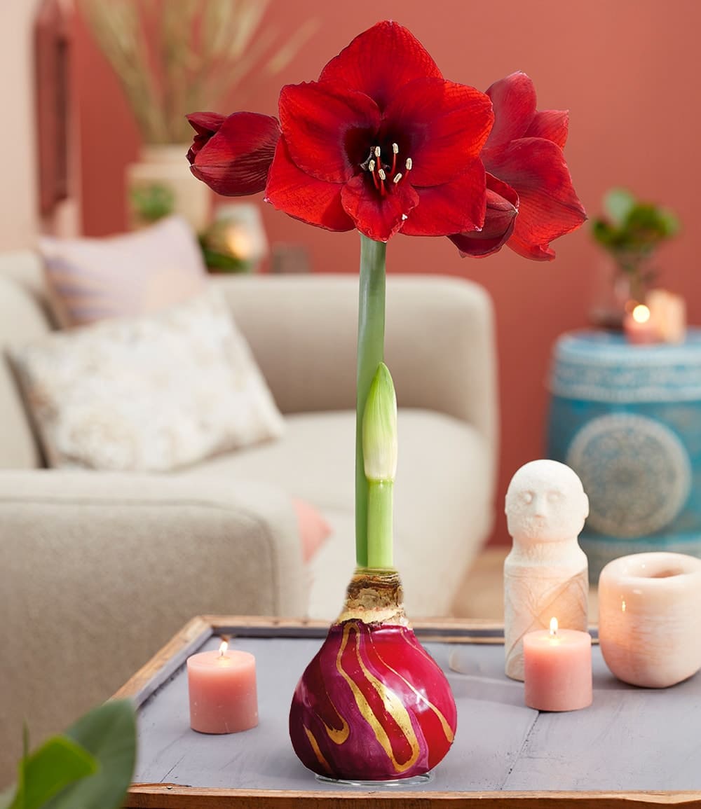 XL Wachs-Amaryllis 'Swirl' red, rote Blüte