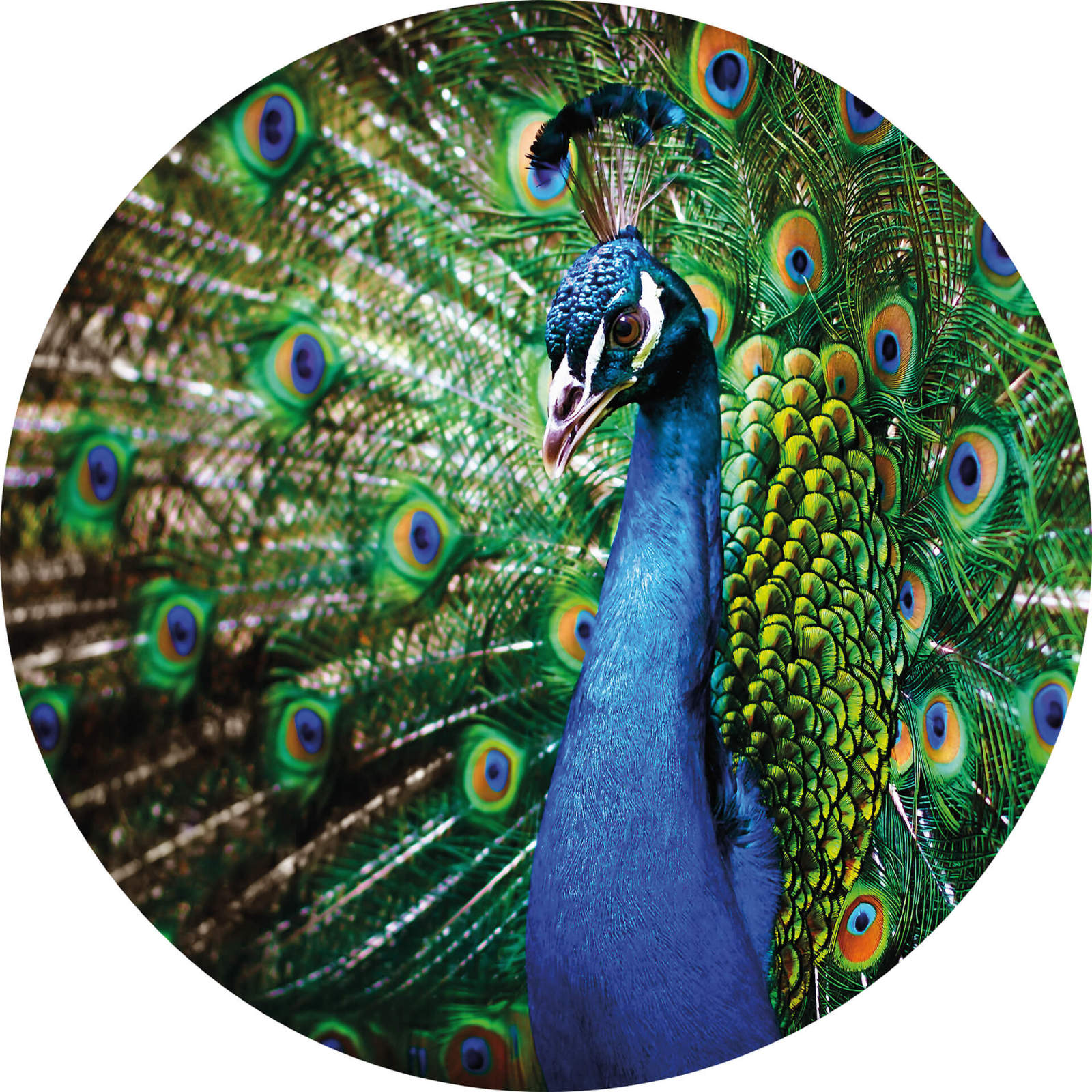 Fototapete DESIGNWALLS 2.0 - blau-grün - Pfau - 1,4 Meter