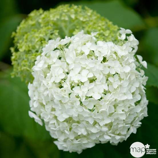 Hydrangea arborescens 'Annabelle', ctr 10 L