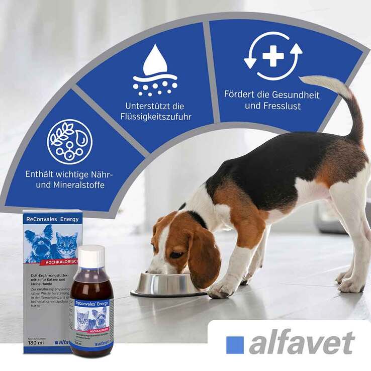 Reconvales Energy Diät-Erg.Futterm.für kl.Hund / Katze, 180 ml