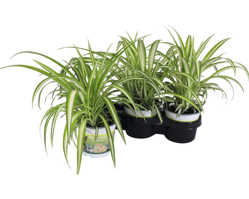 x Graslelie PetSnack Chlorophytum comosum H 20-25 cm Ø 12 cm pot voor vogels, knaagdieren, reptielen en katten
