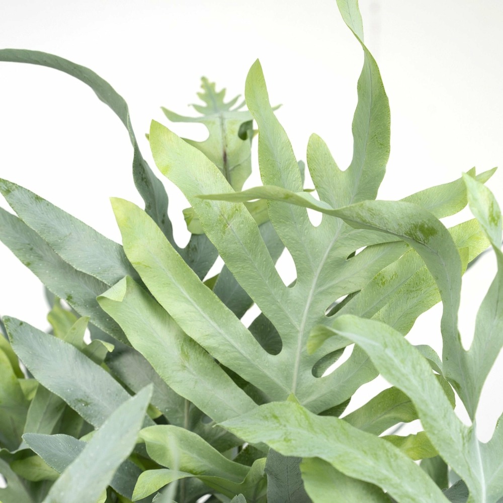 Plante d'intérieur - phlebodium blue star h50.0cm 50.0cm
