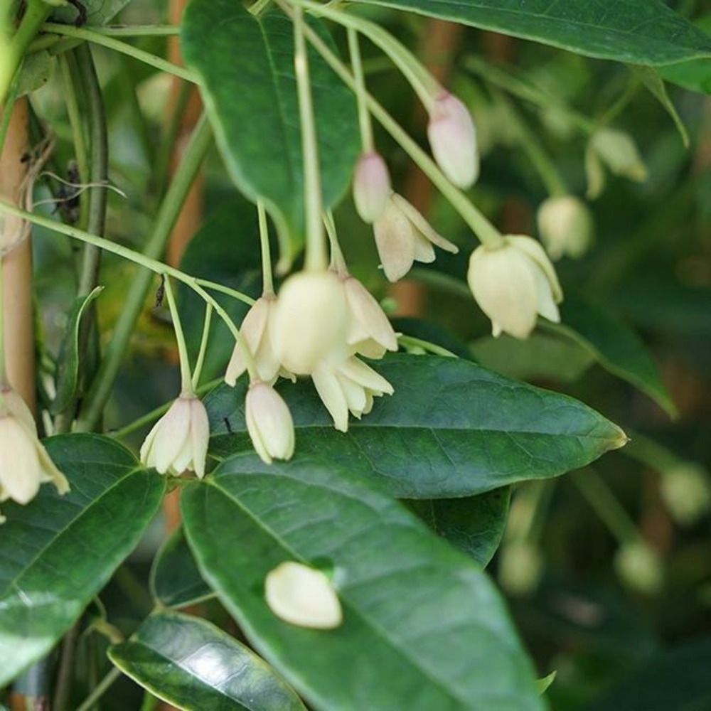 Holboellia coriacea - holboellia coriacea 3l