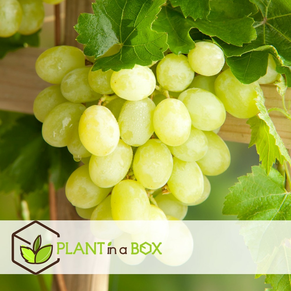 Plants de raisin - set de 3 - vitis vinifera - blanc - pot 9cm - hauteur 25-40cm