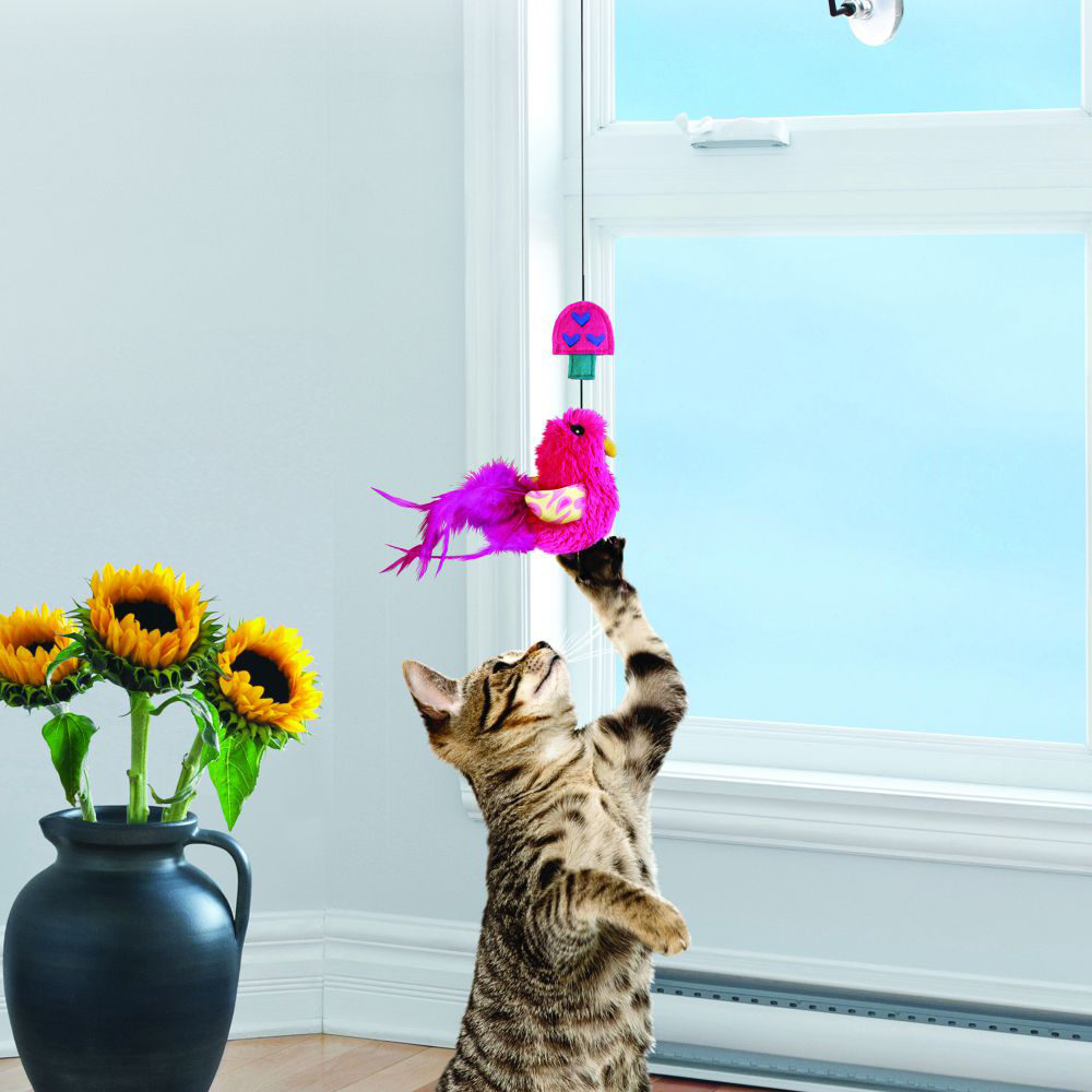 KONG Kat - Window Teaser