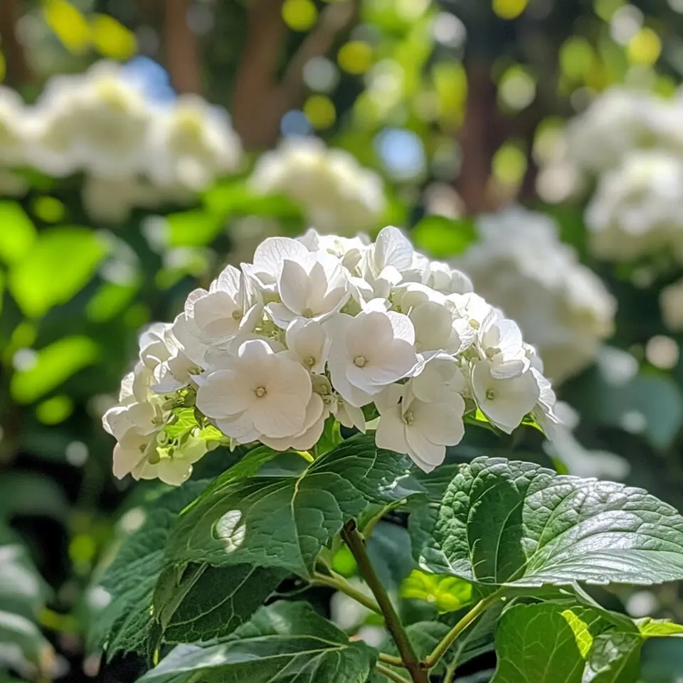 Hortensia - Set van 3 - Hydrangea 'Benxi' - Hoogte 25-40cm - ⌀9cm