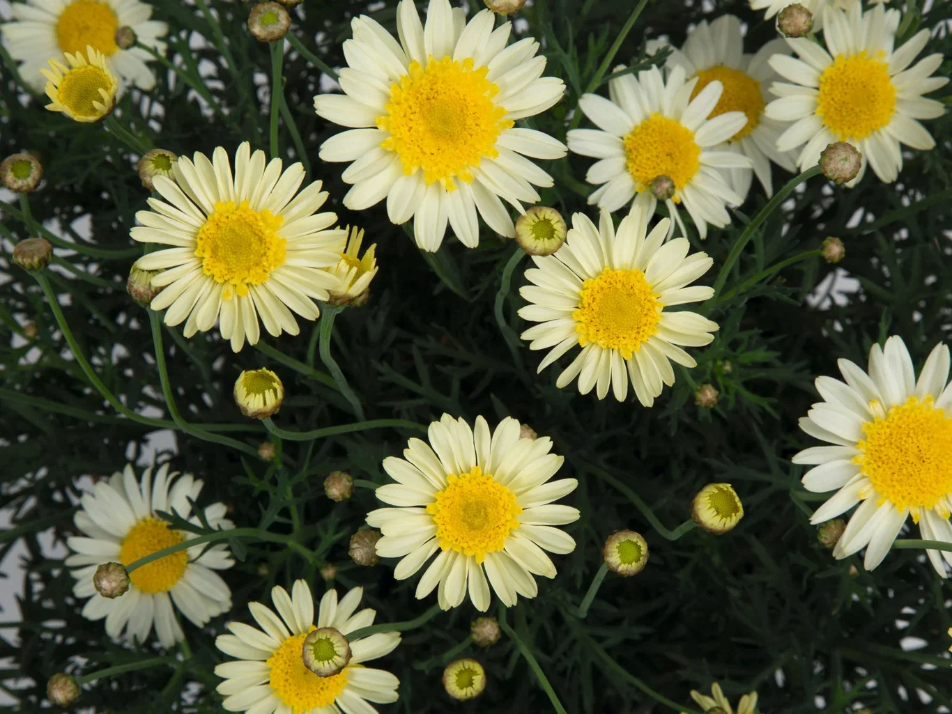 Argyranthemum Margerit stikling Ø6 cm