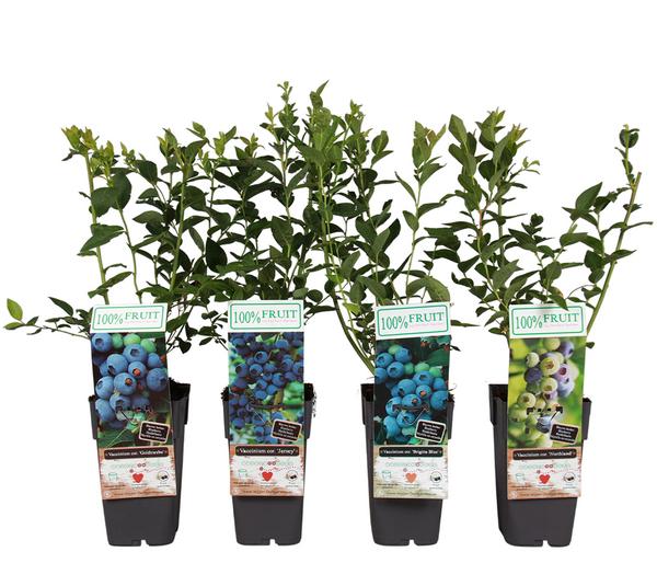 Heidelbeer-Set Blaubeer-Liebe, 4-teilig