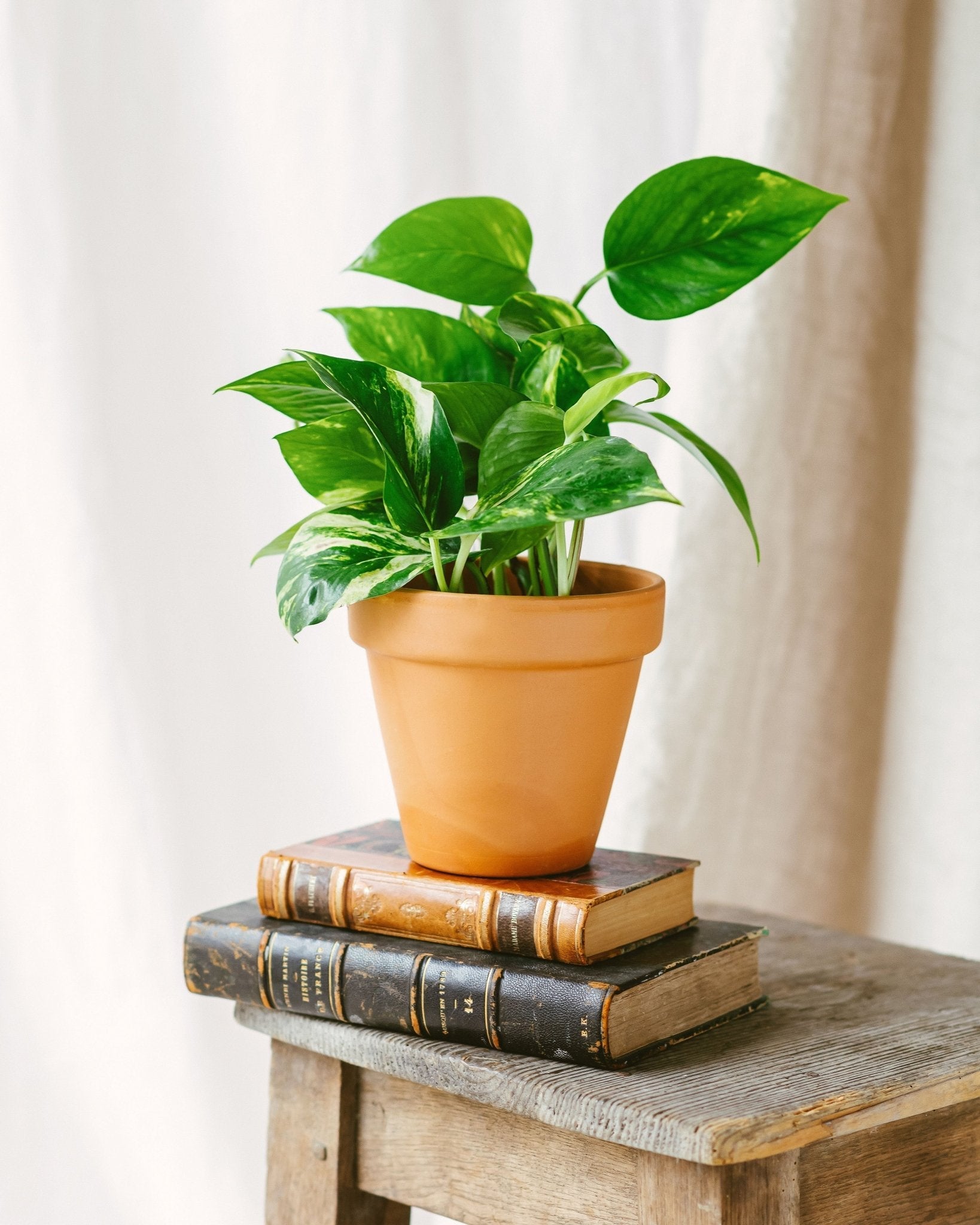 Plante d'intérieur - pothos golden scindapsus epipremnum 30.0cm