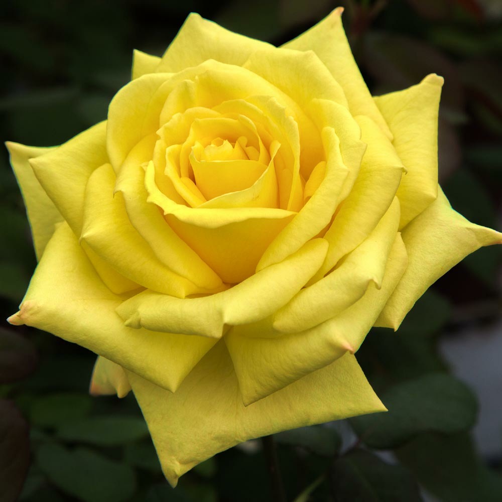 Rosier golden perfumella ® meifazeda sans motte
