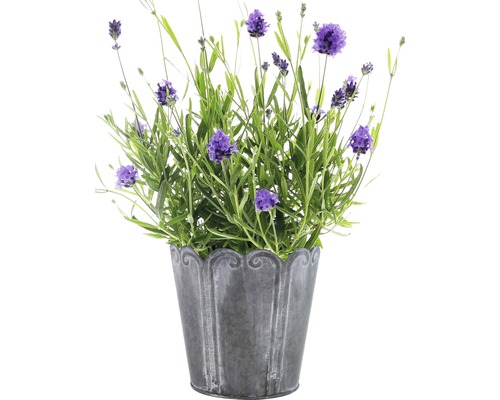 Lavendel FloraSelf Lavandula angustifolia 'Thumbelina' Ø 11 cm pot