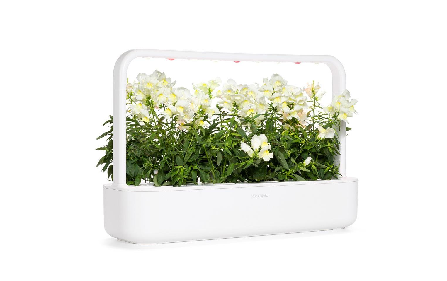Saatgut Weisses Löwenmäulchen 3er-PackNachfüllpackung zum Smart Garden