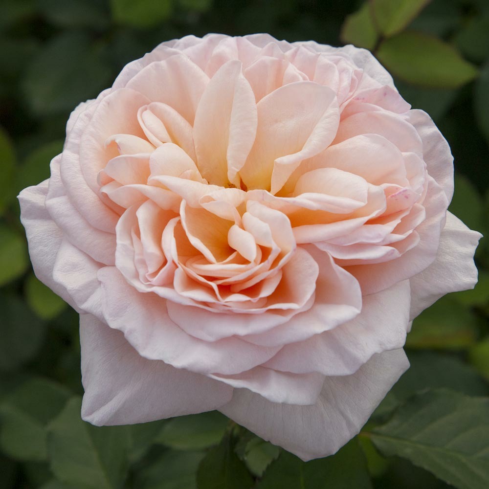 Rosier belle romantica ® meigapencey sans motte