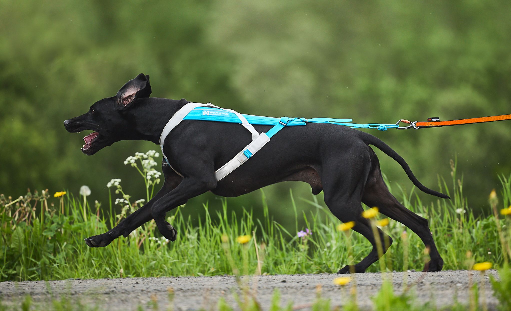 Kjøp Non-Stop Dogwear Freemotion Harness 5.0 fra Hekta på tur her!