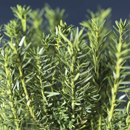 Taxus x media 'Hillii' Hybridbarlind 'Hillii' Ø17 cm