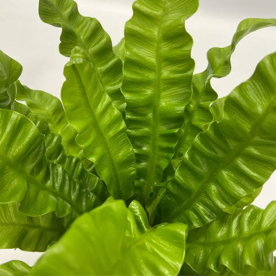 Luchtzuiverende kamerplanten - Set van 5 - Hoogte 25-40cm - ⌀12cm